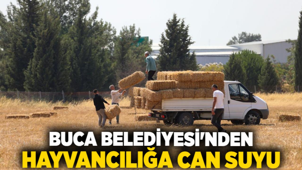 Buca Belediyesi'nden hayvancılığa can suyu
