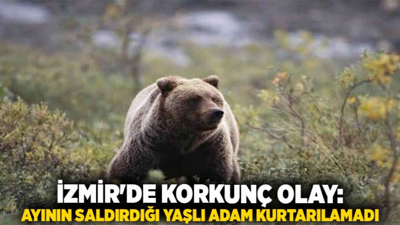İzmir'de Korkunç Olay: Ayının Saldırdığı Yaşlı Adam Kurtarılamadı